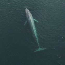 Aquí es donde más se las puede encontrar en los meses de verano y las acompañan ballenas francas australes y sei, todas en peligro de extinción