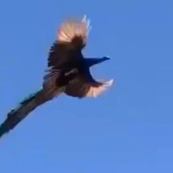 El pavo real fue filmado en pleno vuelo.