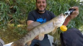 Muy cerca de Buenos Aires, ya están activos hermosos ejemplares con la combatividad de siempre.