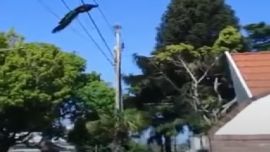 El pavo real causó conmoción entre los vecinos de Quilmes Oeste.