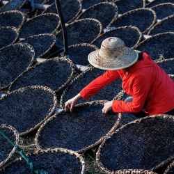 Esta foto muestra a un residente local secando algas en Ningbo, en la provincia oriental china de Zhejiang. | Foto:AFP