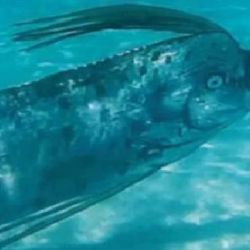 El pez remo habita en las profundidades de los océanos, entre unos 200 a 300 metros, aproximadamente.