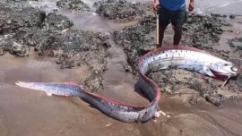 Es el más grande capturado hasta el momento en Ecuador.
