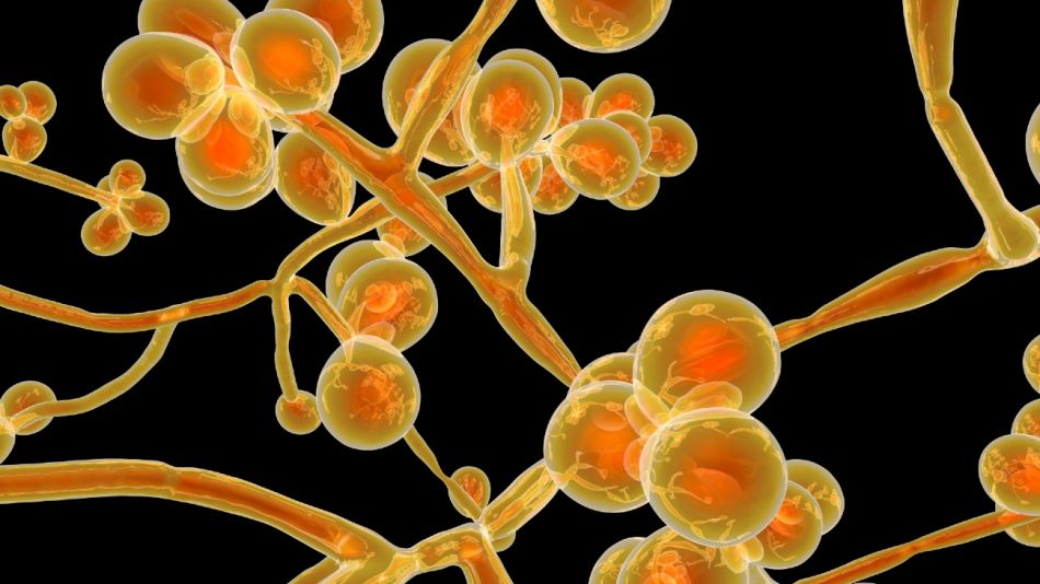 hongo Candida auris