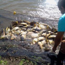 La idea de las autoridades es ampliar la variedad de peces en Jujuy.