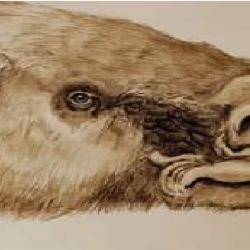 Los restos fósiles corresponden a un glosoterio (Glossotherium robustum, uno de los géneros de grandes perezosos terrestres que se extinguieron a finales del Pleistoceno, principios del Holoceno.