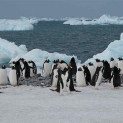 El cambio climático está afectando seriamente al pingüino emperador.