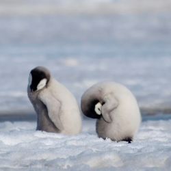 Afortunadamente, la reducción de la población del pingüino emperador no es igual en toda la Antártida.