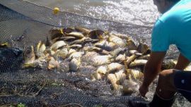 La idea de las autoridades es ampliar la variedad de peces en Jujuy.
