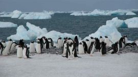 El cambio climático está afectando seriamente al pingüino emperador.