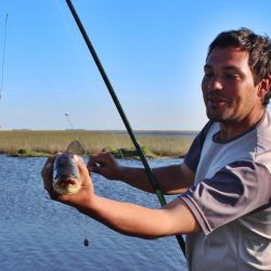 A partir de 2007 está vedada la pesca deportiva de la tararira en la provincia de Buenos Aires. La disposición Nº 177/07 es la que marca las restricciones y excepciones.