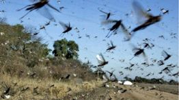 Gran preocupación en el sur del país por la invasión de las langostas "tucura sapo"