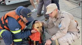 Prefectura rescató a una perrita en Puerto Deseado