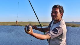 A partir de 2007 está vedada la pesca deportiva de la tararira en la provincia de Buenos Aires. La disposición Nº 177/07 es la que marca las restricciones y excepciones.