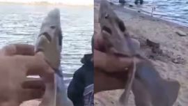 Más allá de las dudas, gran cantidad de usuarios en las redes lo identificaron como un tiburón gatuzo.