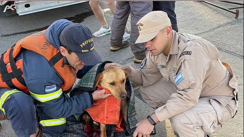 Prefectura rescató a una perrita en Puerto Deseado