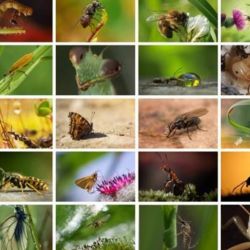 Los insectos son un eslabón clave dentro de la cadena natural. 