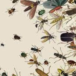 Los insectos voladores son los principales polinizadores de muchos de los principales cultivos alimentarios, 