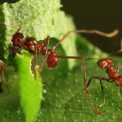 "Si los insectos terminan por desaparecer, también lo harán con ellos buena parte de las oportunidades para salvar al planeta". afirma el estudio.