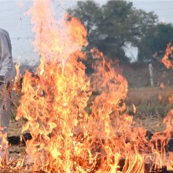 Un agricultor quema los rastrojos de paja tras la cosecha en un arrozal en las afueras de Amritsar, India. - La quema de los arrozales tras las cosechas en todo el Punjab y otros estados persiste cada año a pesar de los esfuerzos por persuadir a los agricultores de que utilicen métodos diferentes. | Foto:Narinder Nanu / AFP