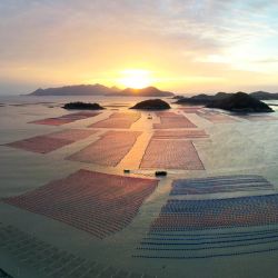 Vista aérea de botes navegando por la mañana en el área de acuicultura del municipio de Sansha, provincia de Fujian, en el sureste de China. El área marítima del distrito de Xiapu ha entrado en la temporada alta de la cosecha de otoño. Los barcos viajan a través de una vasta área de acuicultura, recolectando productos acuáticos como algas y ostras, desde el amanecer hasta el atardecer. | Foto:Xinhua/Jiang Kehong