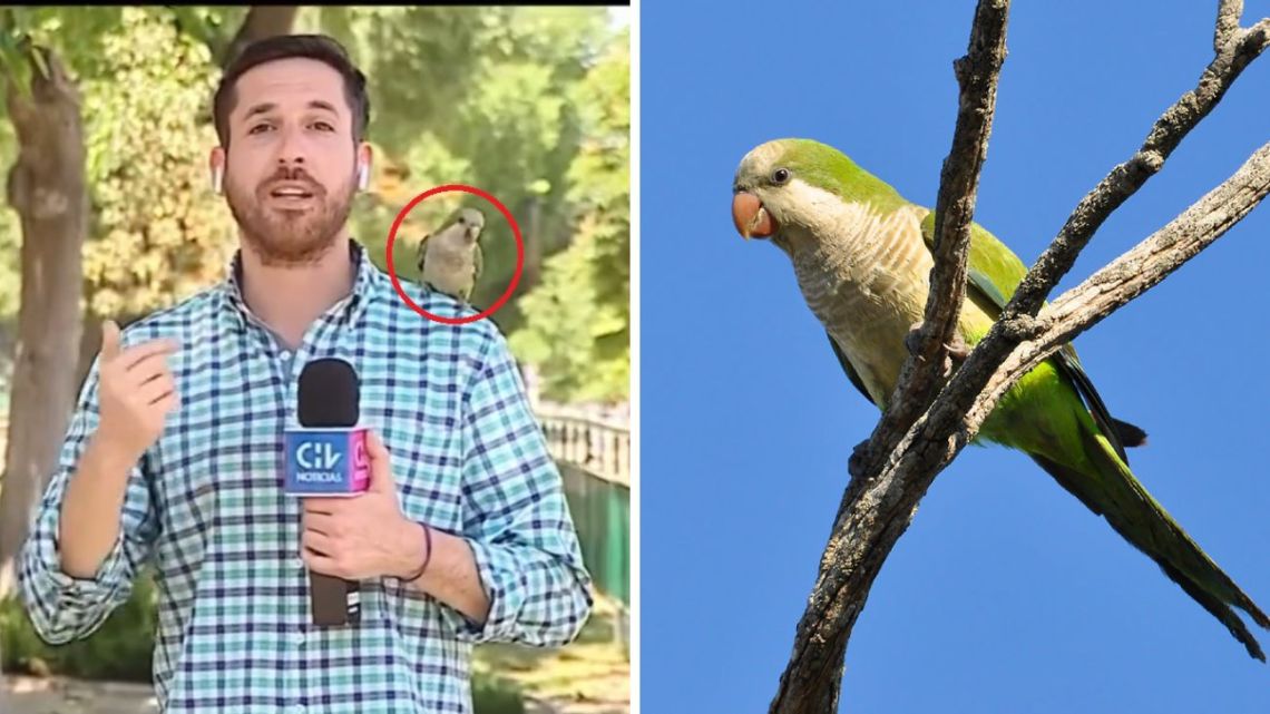 Ein chilenischer Journalist sprach von Unsicherheit, als ein Papagei sein Hörgerät stahl