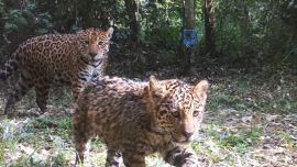 Se suman a los 20 yaguaretés que, se estima, viven el en Gran Chaco.