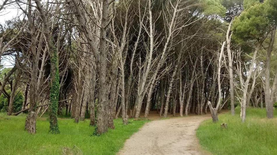 Bosque energético Miramar