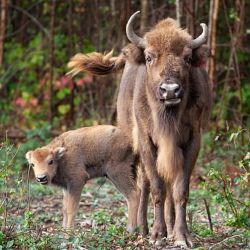 La feliz mamá y su pequeño bebé bisonte que hizo historia en Reino Unido.