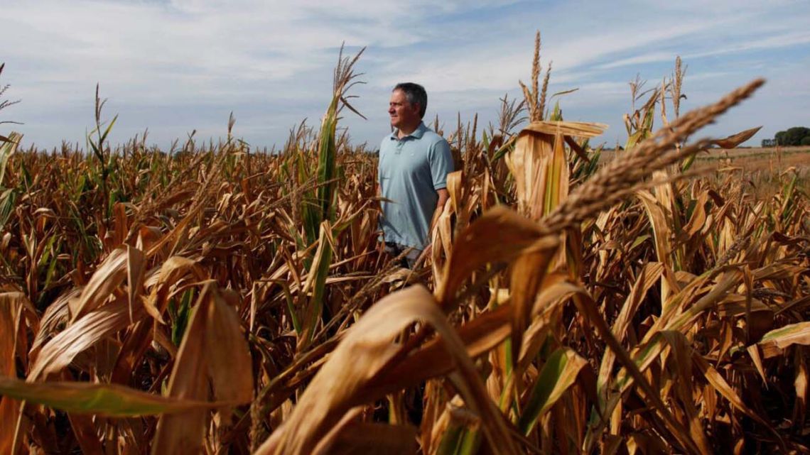 A farmer stands in a drought-hit corn field near Chivilcoy. 