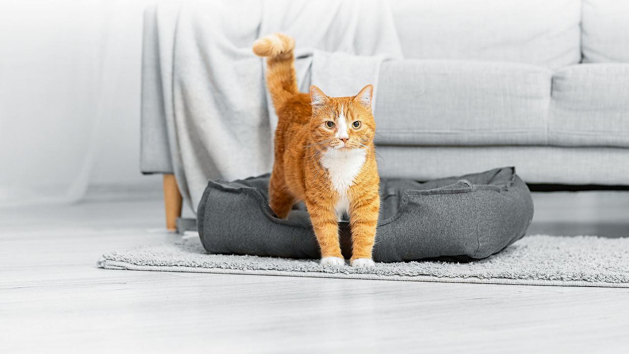 Un gato solo en la casa. | Foto:Shutterstock