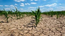 Campo: la sequía destruyó la cosecha de más de 400 mil hectáreas