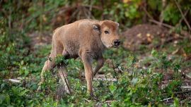 El bisonte se encontraba extinguido en Gran Bretaña.