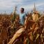 Grain harvests in Argentina threatened by persistent drought