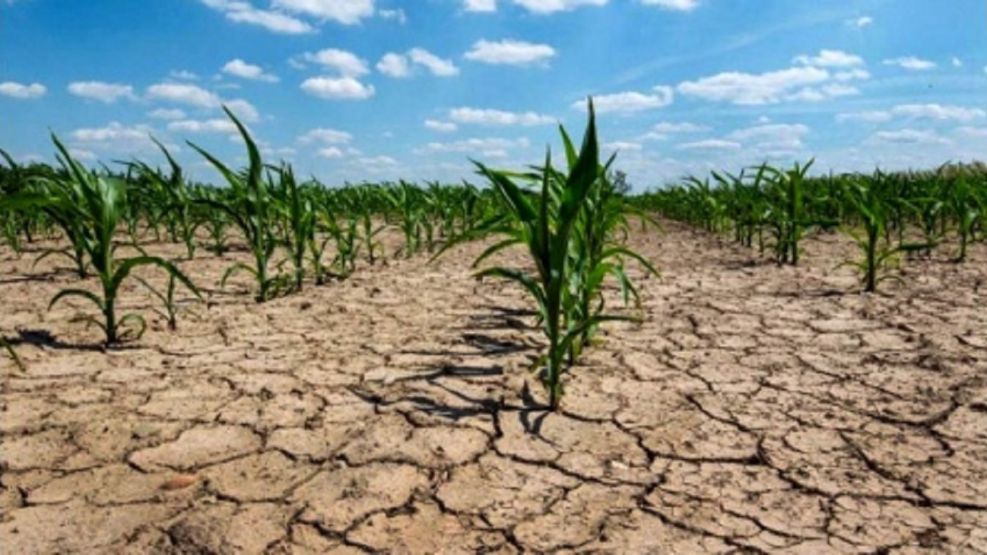 Campo: la sequía destruyó la cosecha de más de 400 mil hectáreas
