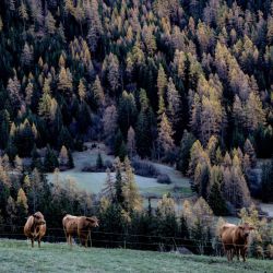 Unas vacas pastan en un prado al fondo de un bosque cuyos árboles lucen colores autóctonos en Lanslebourg-Mont-Cenis, Francia. | Foto:JEAN-PHILIPPE KSIAZEK / AFP
