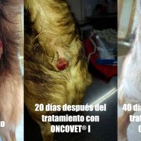 UN NUEVO MEDICAMENTO ONCOLOGICO PROMETEDOR EN MEDICINA VETERINARIA