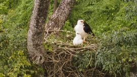 Es la primera vez que se detecta un nido de estas características en el país.