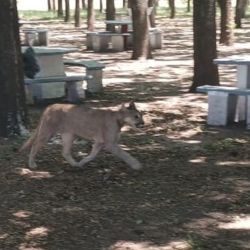 El animal sorprendió a todos los presentes. 