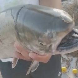 A la altura de Arroyo Seco, en la provincia de Santa Fe, un pescador artesanal capturó un salmón chinook. Un evento realmente sorpresivo.