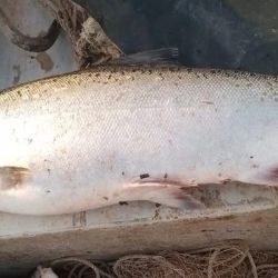 A la altura de Arroyo Seco, en la provincia de Santa Fe, un pescador artesanal capturó un salmón chinook. Un evento realmente sorpresivo.