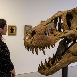 Un empleado de Sothebys observa un cráneo de T-Rex, con un valor estimado de entre 15.000.000 y 20.000.000 USD, durante una vista previa para la prensa en la ciudad de Nueva York. - El cráneo se ofrecerá en una subasta en vivo de un solo lote en Nueva York el 9 de diciembre de 2022. | Foto:ANGELA WEISS / AFP