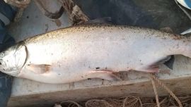 A la altura de Arroyo Seco, en la provincia de Santa Fe, un pescador artesanal capturó un salmón chinook. Un evento realmente sorpresivo.