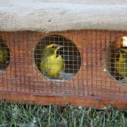 Habían sido rescatados en las provincias de Entre Ríos y Tucumán.