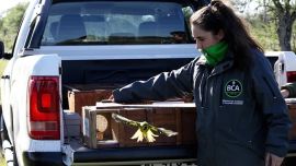 Los ejemplares liberados habían sido víctimas del tráfico ilegal.