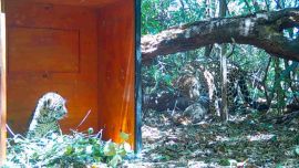 Mbarete ya se encuentra, junto a sus dos cachorros, en iberá.