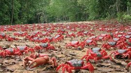 El fenómeno se repite todos los años.