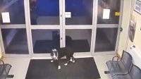 Rosie, la perra que se perdió y se entregó en una comisaría