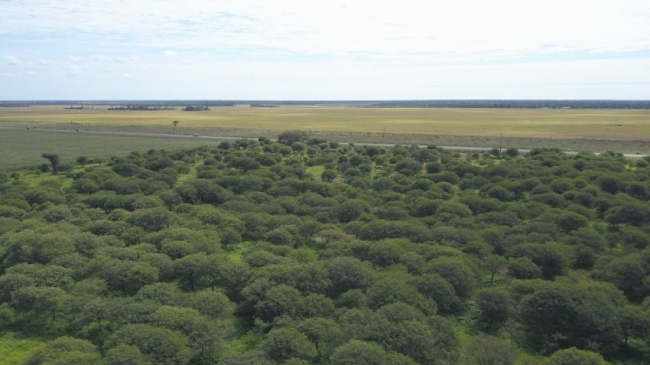 Ley de bosques