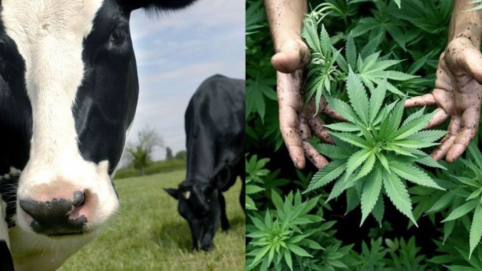 ¿Qué le hace la marihuana a las vacas?